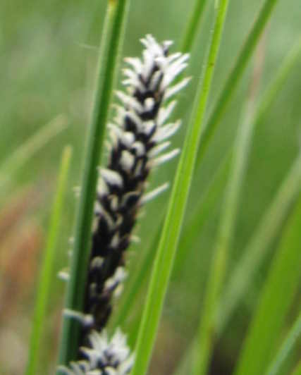Cyperacea - Carex cfr.nigra