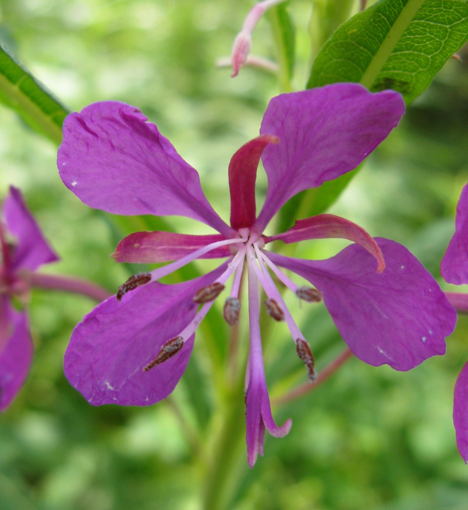 Dolomiti Zoldane  - Chamaenerion angustifolium  (ex  Epilobium angustifolium)