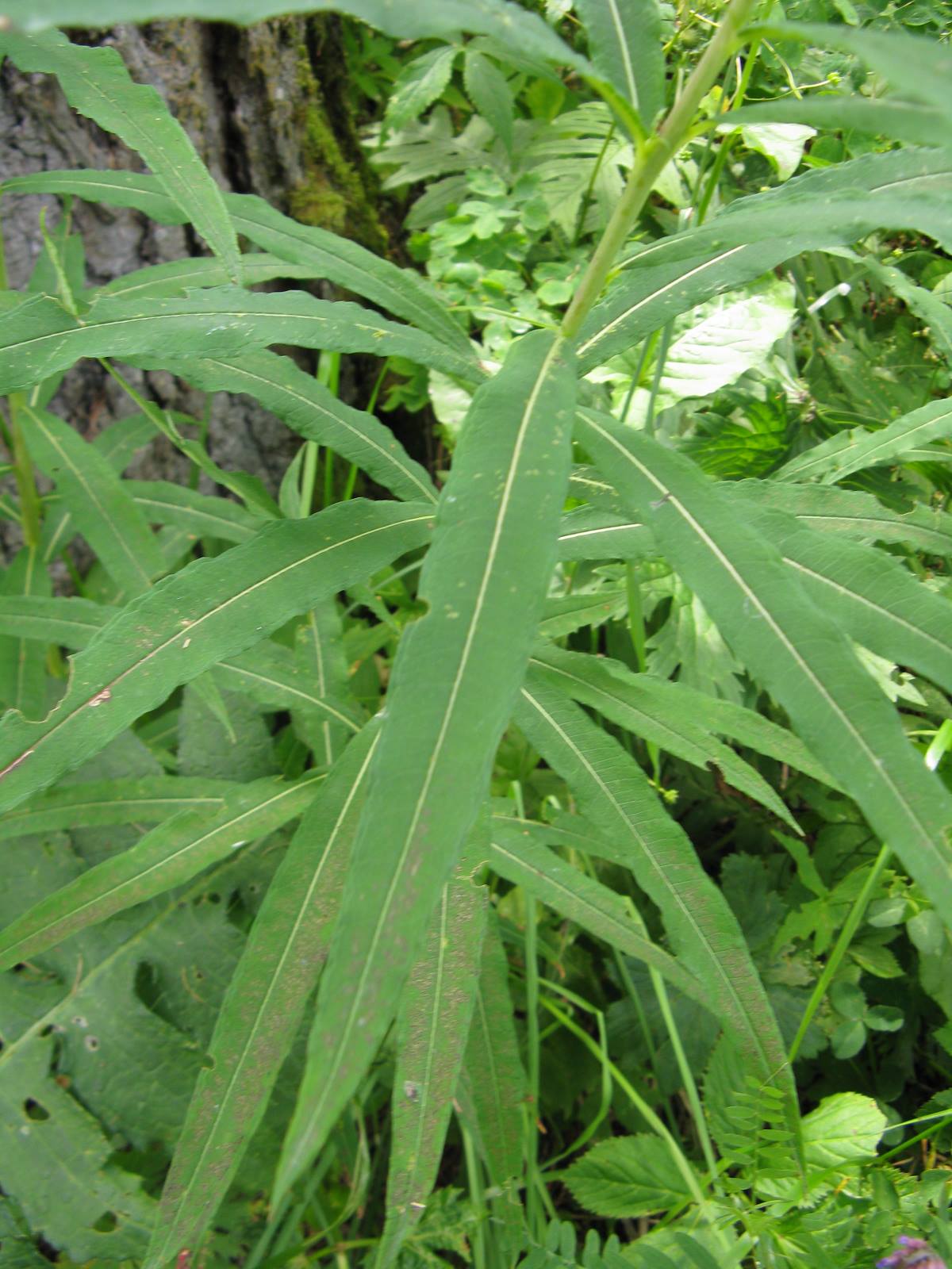 Dolomiti Zoldane  - Chamaenerion angustifolium  (ex  Epilobium angustifolium)