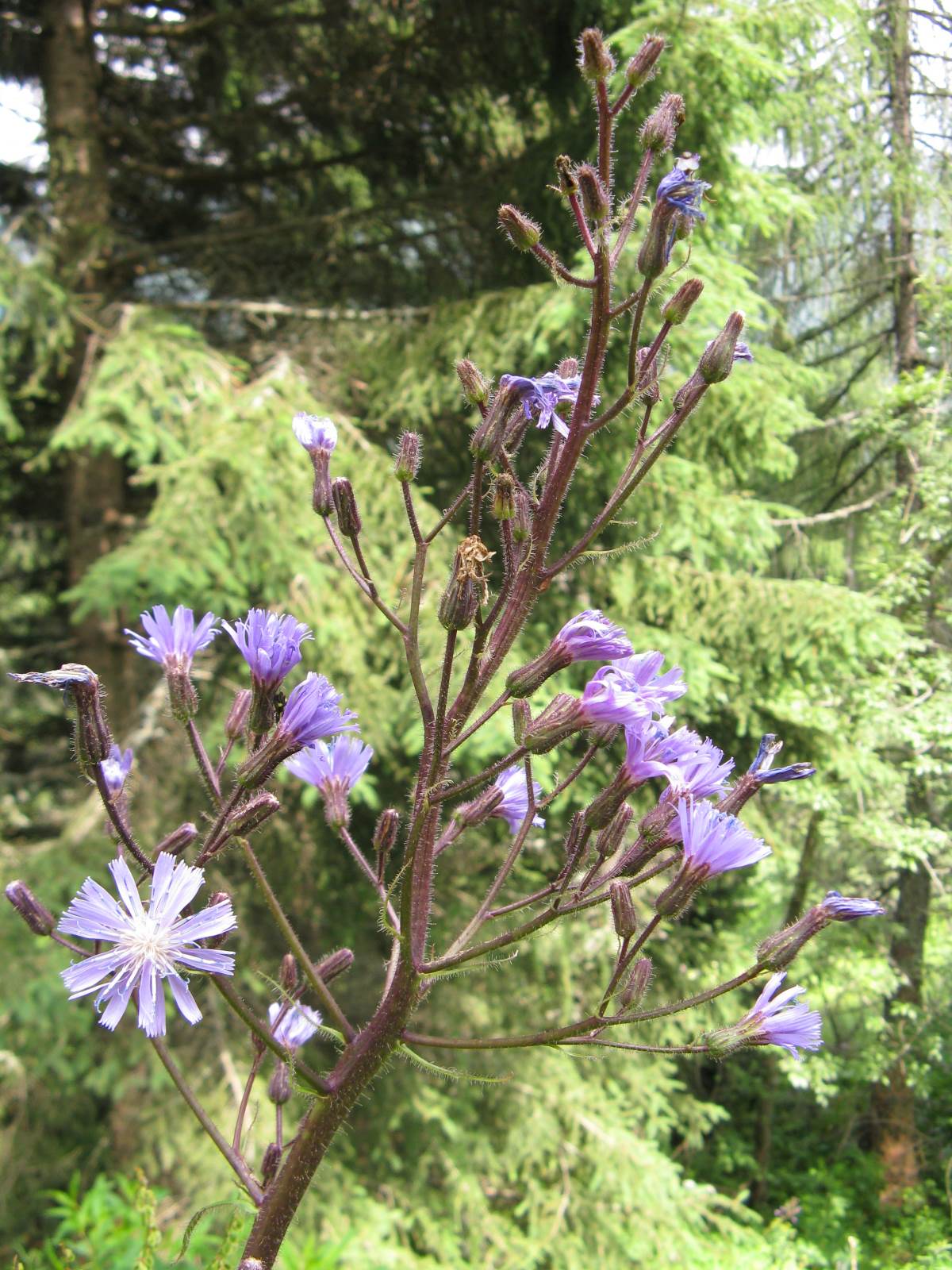 Cicerbita alpina / Lattuga alpina