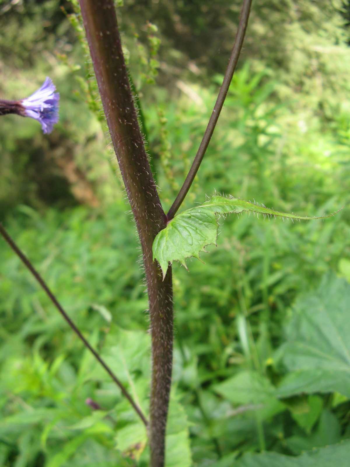 Cicerbita alpina / Lattuga alpina