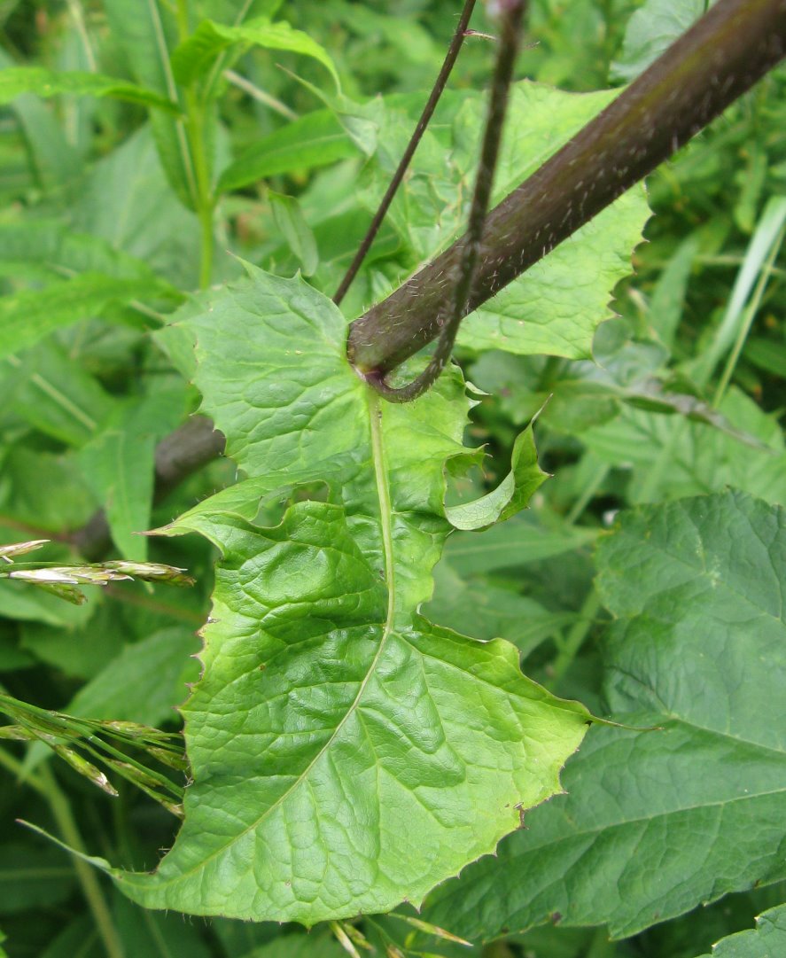 Cicerbita alpina / Lattuga alpina