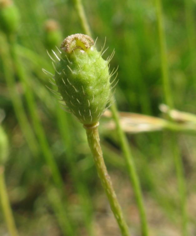 Papaver apulum / Papavero pugliese