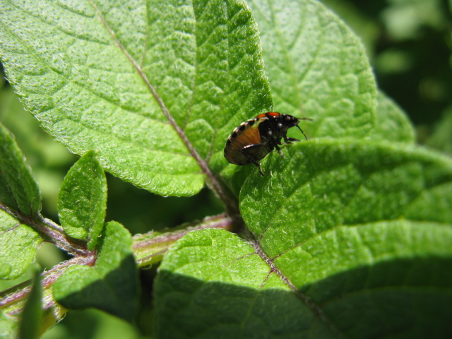 Sulle  patate: neanide di Nezara viridula