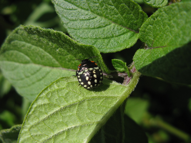 Sulle  patate: neanide di Nezara viridula