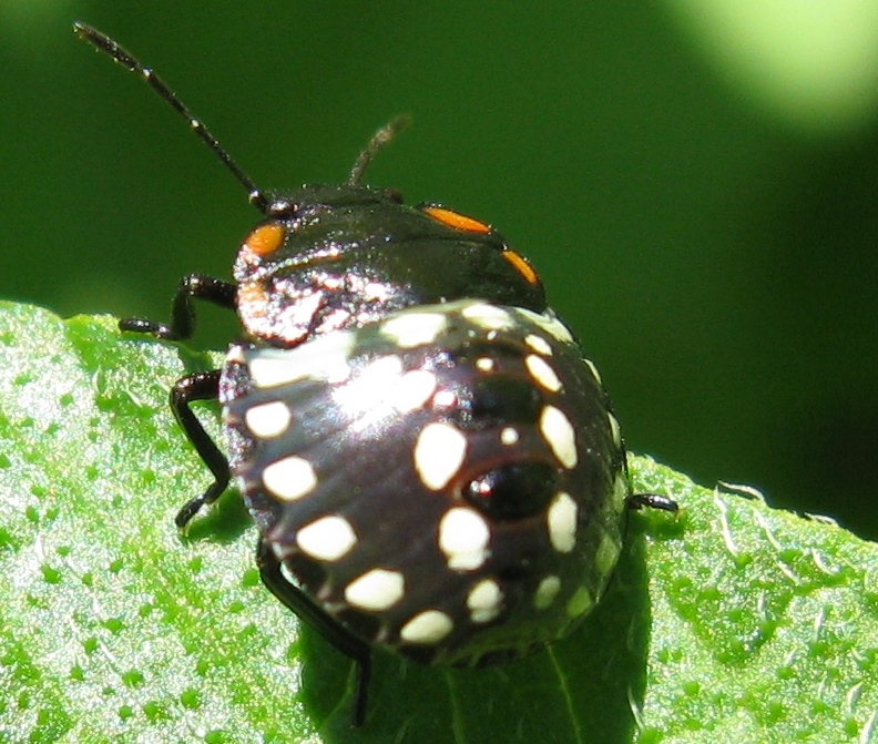 Sulle  patate: neanide di Nezara viridula