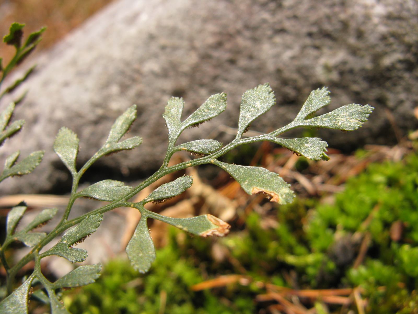 Asplenium ruta-muraria