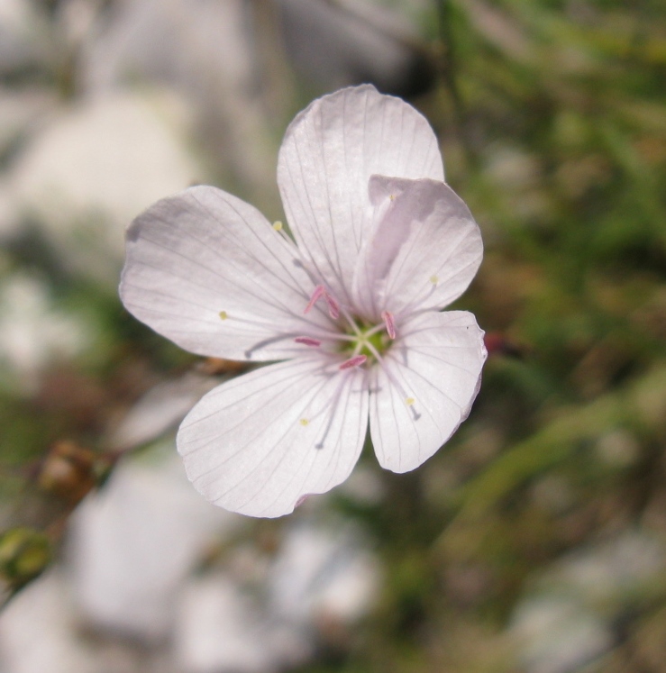 Linum tenuifolium / Lino a foglie strette