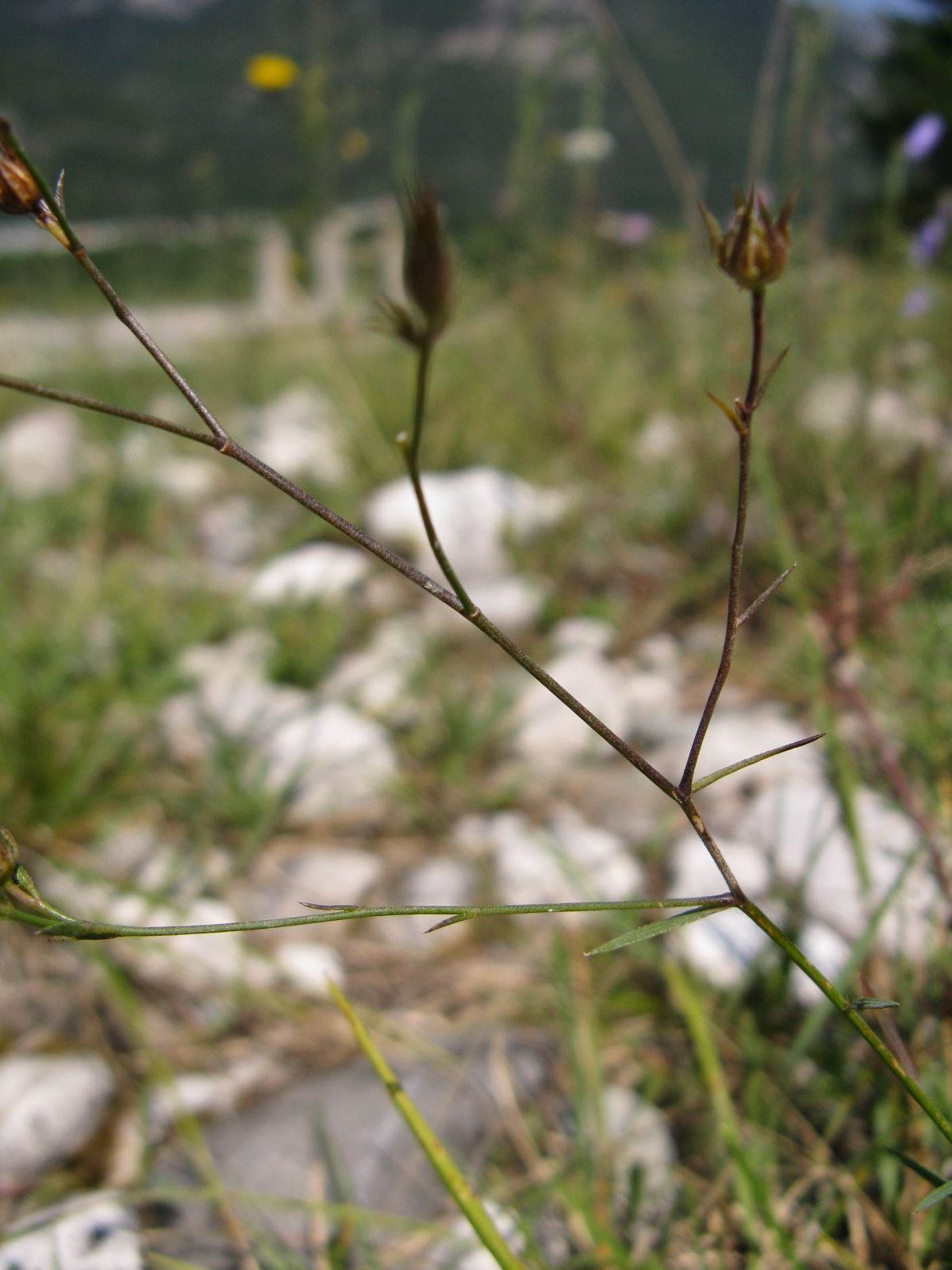 Linum tenuifolium / Lino a foglie strette