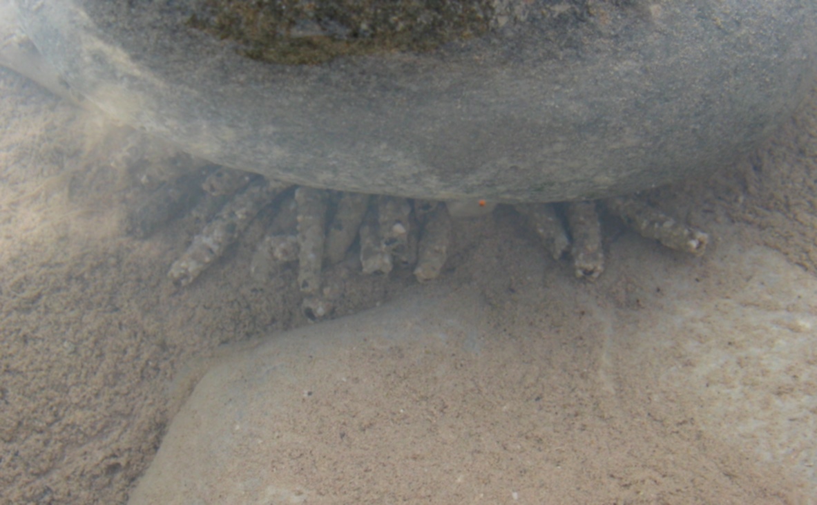 Larve di Limnephilidae