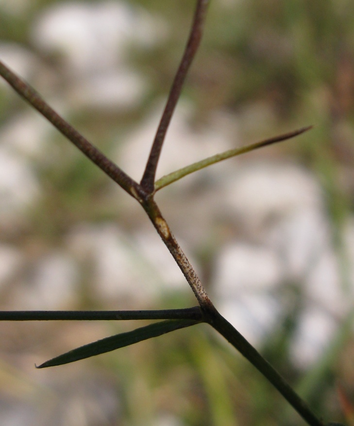 Linum tenuifolium / Lino a foglie strette