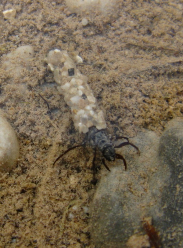 Larve di Limnephilidae