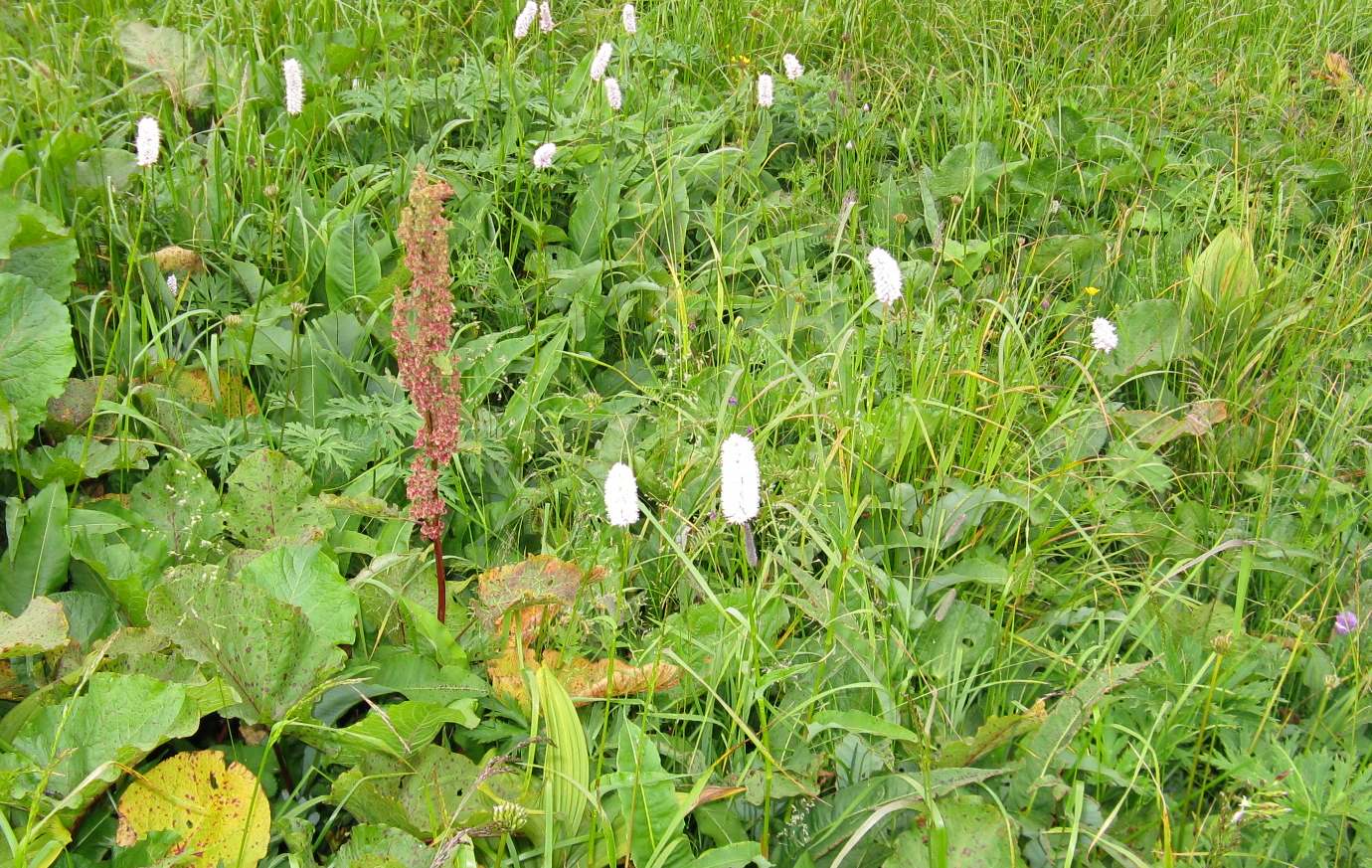 Dolomiti Zoldane 5 - Polygonum bistorta
