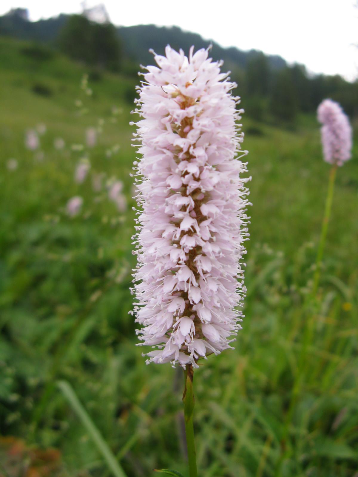 Dolomiti Zoldane 5 - Polygonum bistorta