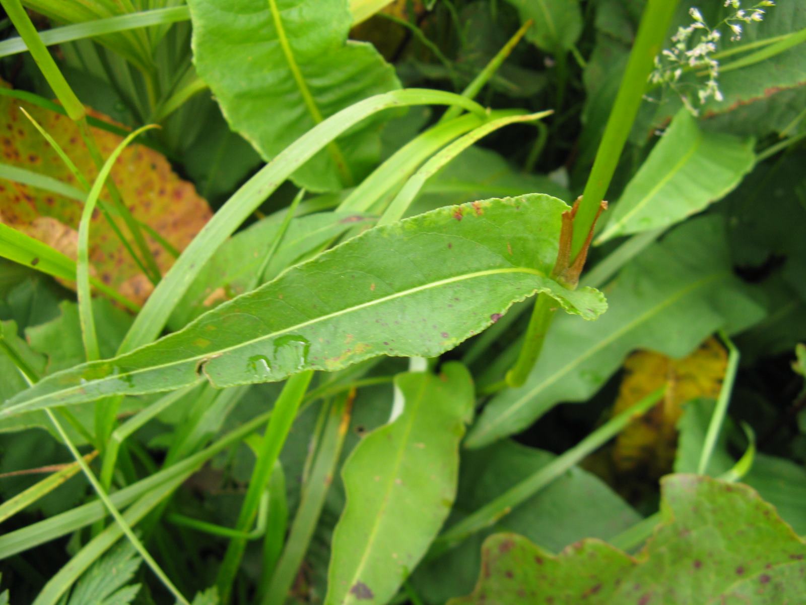 Dolomiti Zoldane 5 - Polygonum bistorta