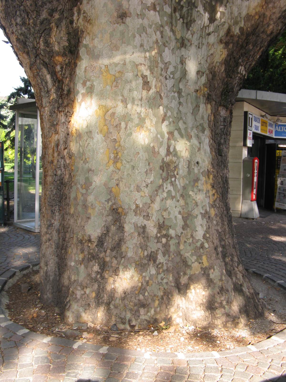 Il platano di Bolzano