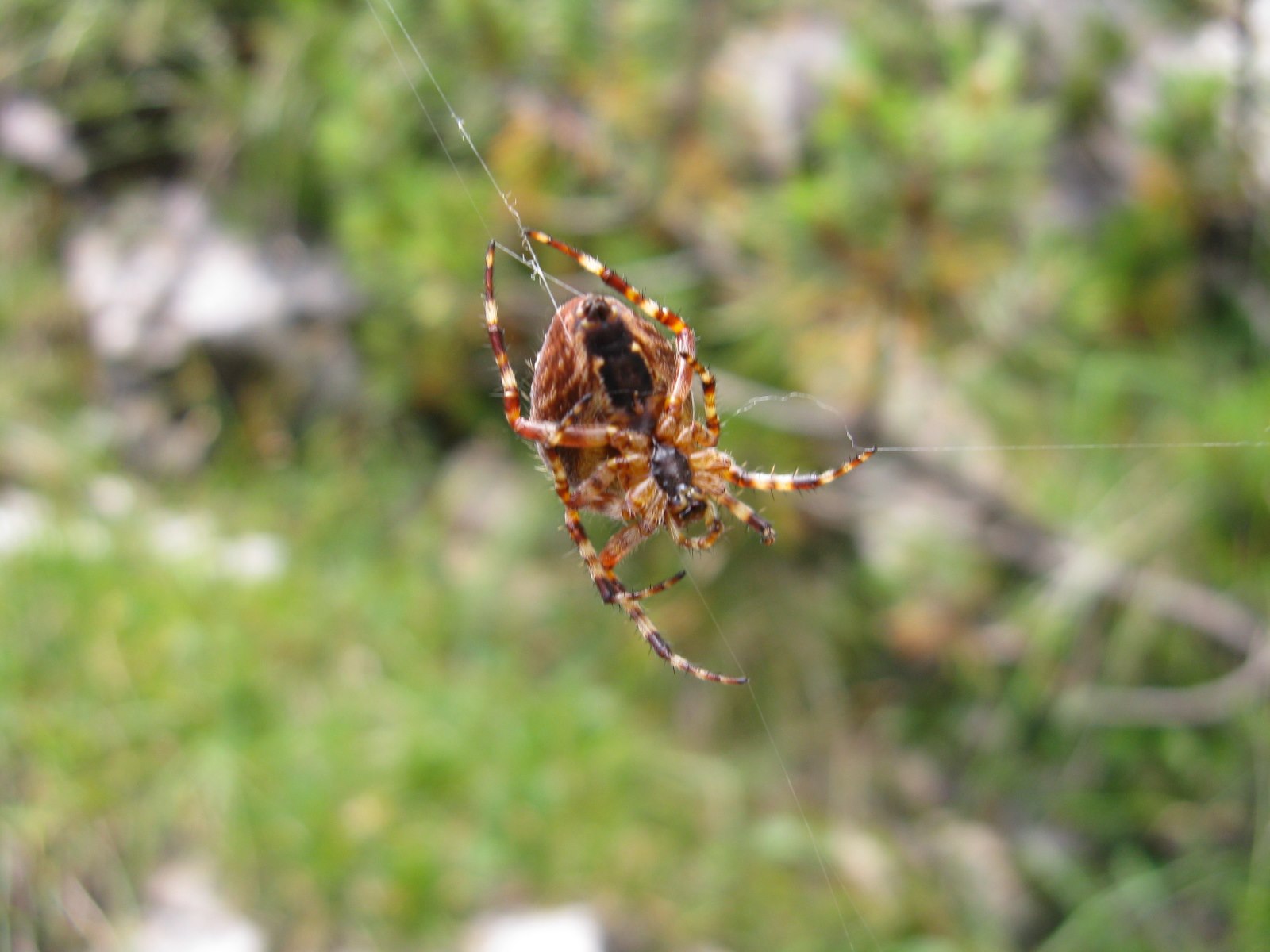Araneus diadematus