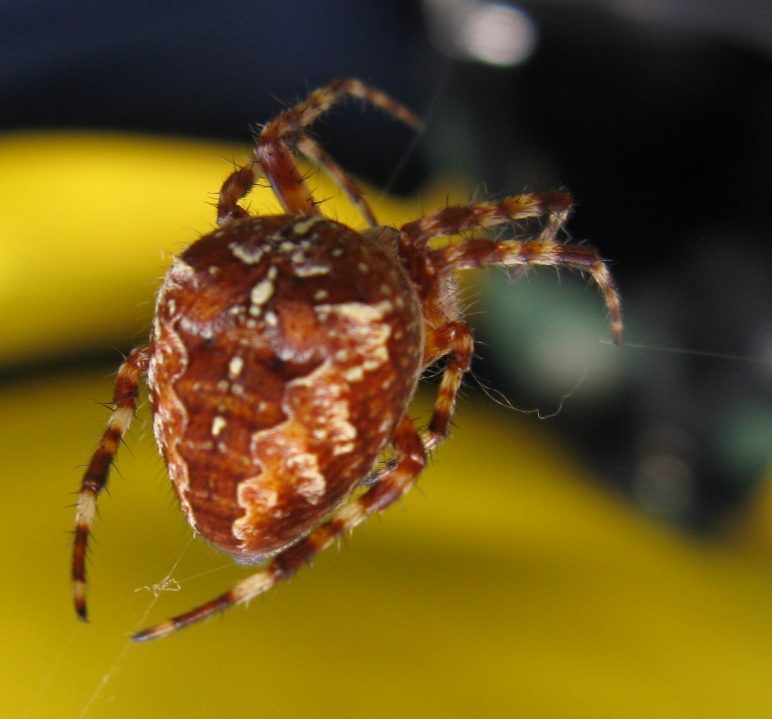 Araneus diadematus