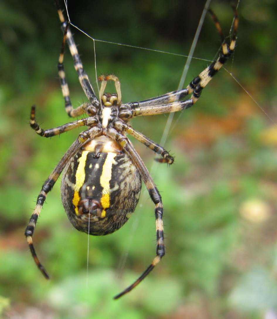 Ragno longaronese: Argiope bruennichi