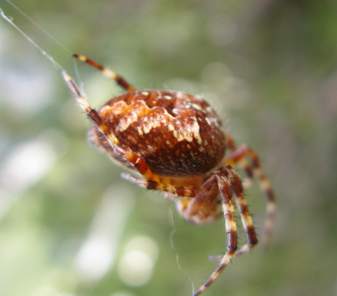 Araneus diadematus