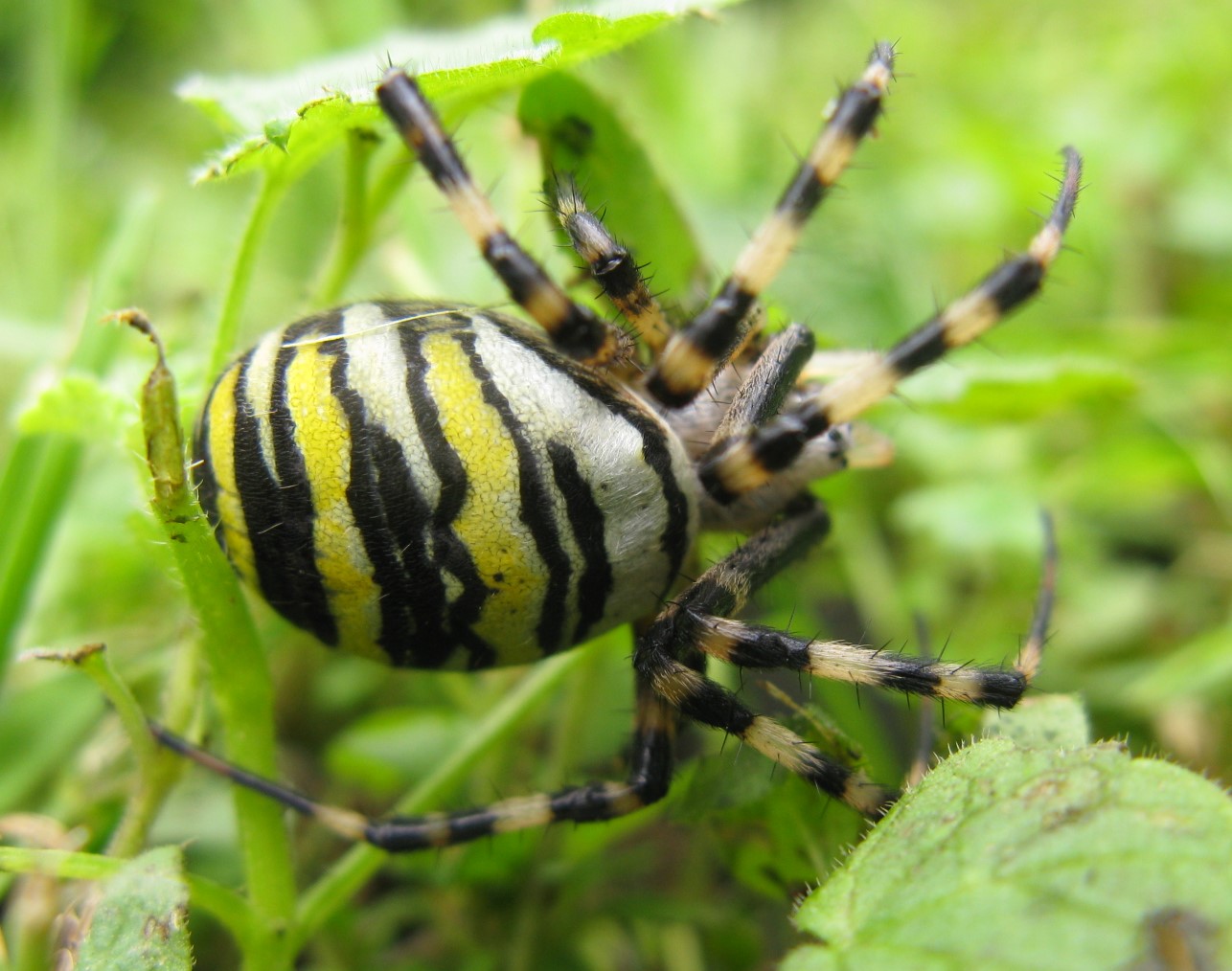 Ragno longaronese: Argiope bruennichi