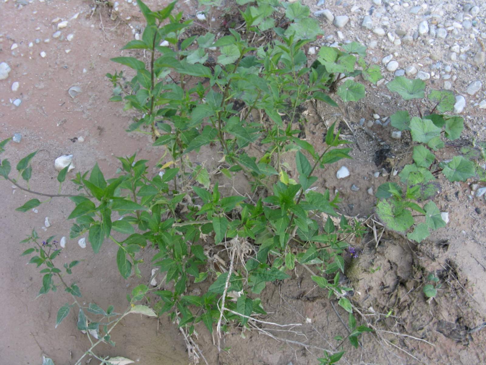 Solanum dulcamara