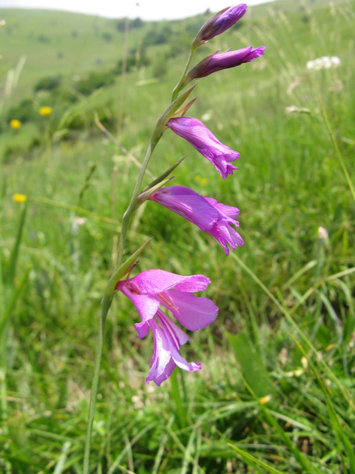 Gladiolus palustris / Gladiolo palustre