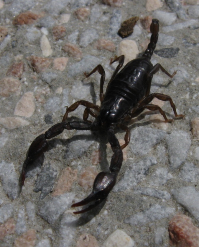 Euscorpius sp.