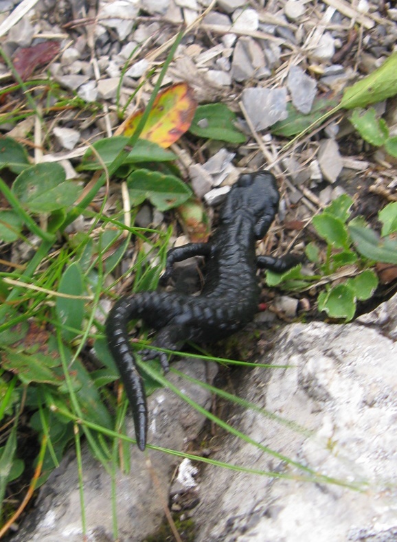 Salamandra alpina  (Salamandra atra)