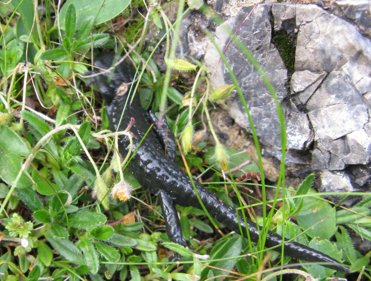 Salamandra alpina  (Salamandra atra)