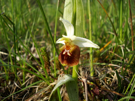 Ophrys fuciflora