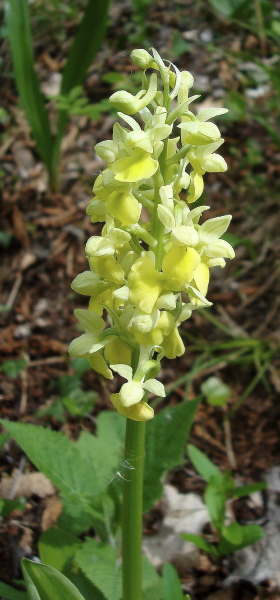 Orchis pallens