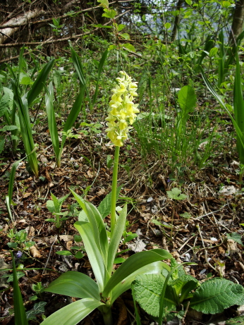 Orchis pallens