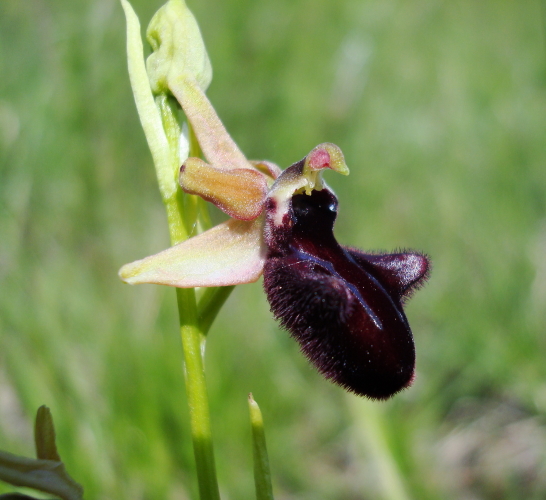 Ophrys incubacea