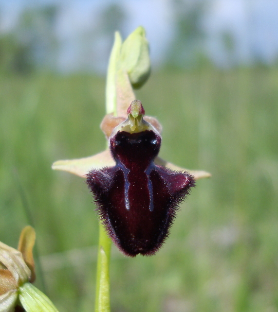 Ophrys incubacea