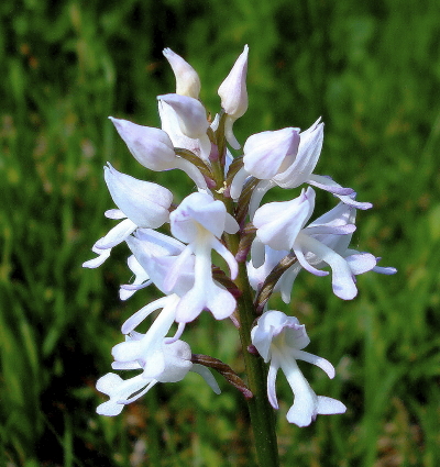 apocromia di orchis militaris