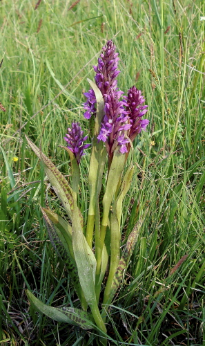 dactylorhiza fistulosa (ex majalis)