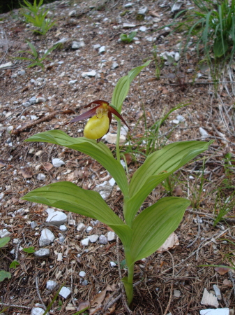 Cypripedium calceolus nuova stagione