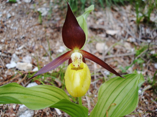 Cypripedium calceolus nuova stagione