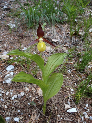 Cypripedium calceolus nuova stagione