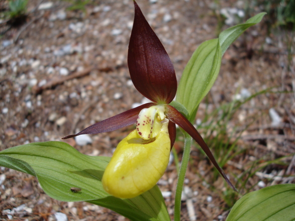 Cypripedium calceolus nuova stagione