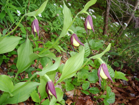 Cypripedium calceolus nuova stagione