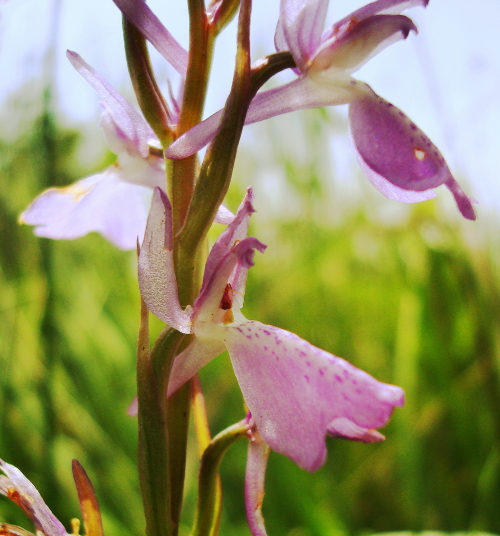 Anacamptis palustris / Orchide palustre