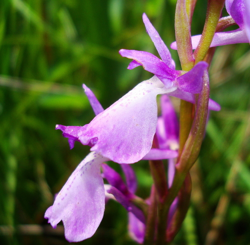 Anacamptis palustris / Orchide palustre