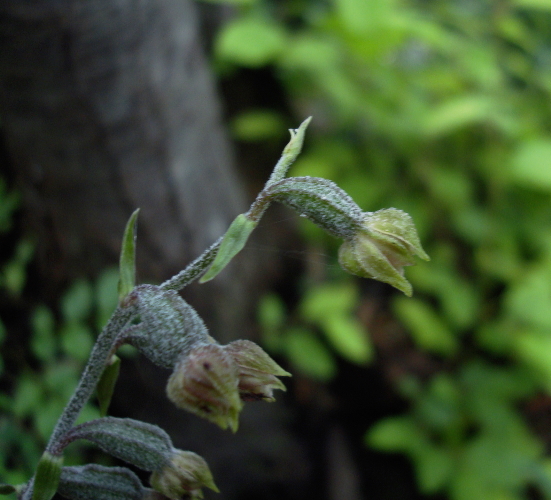 Epipactis microphylla