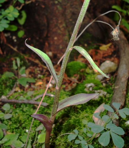 Epipactis microphylla