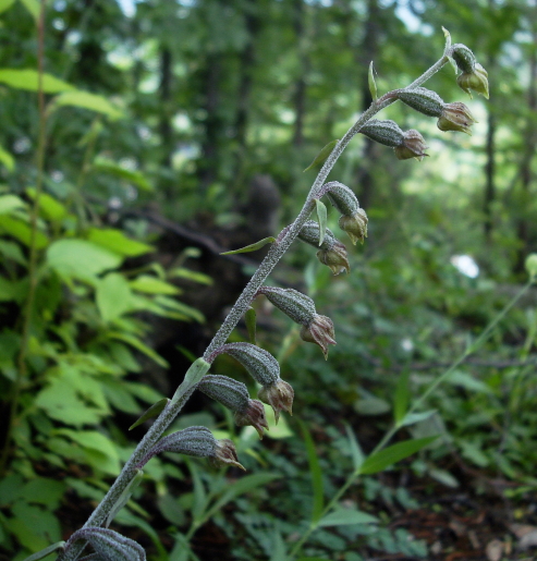 Epipactis microphylla