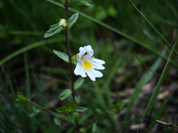 Euphrasia marchesettii / Eufrasia di Marchesetti