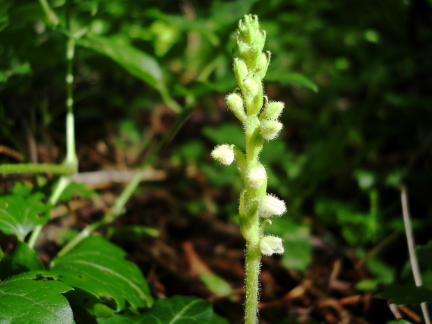 Goodyera repens