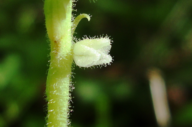 Goodyera repens